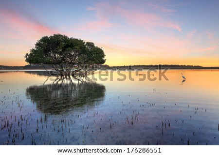 Mangrove tree and white egret , type of heron, in the morning showing the mangroves distinctive peg roots sticking up out of the water.