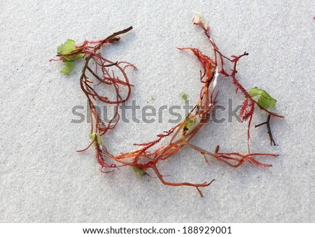 Sprigs of red seaweed on white sandy beach.  Close up with the focus to upper portion only