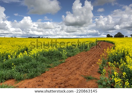 A farm of Canola in flower.   The rich red soils of the region help produce the finest canola in the country.