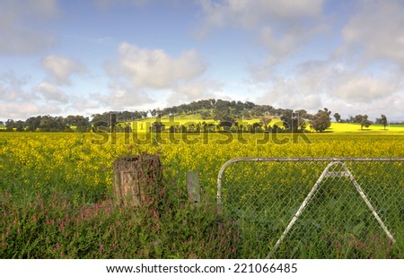 Fields of flowering canola  growing in picturesque Cowra NSW, Australia
