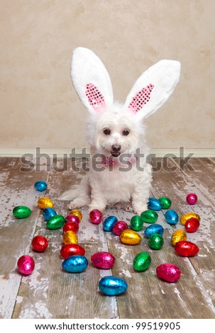 A cute little dog dressed as easter bunny looking down at lots of delicious foil wrapped chocolate easter eggs.