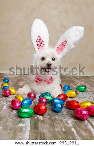 An easter bunny dog surrounded by various colourful foil wrapped chocolate easter eggs.