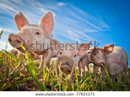Three pigs on a pigfarm in Dalarna, Sweden