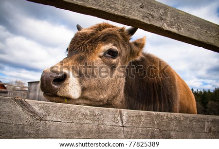 Young cow behind a wooden fence