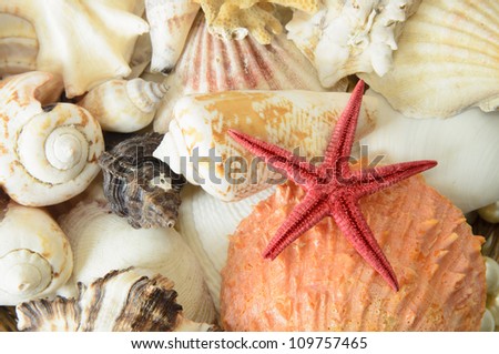 a scallops collection and a red starfish