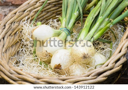Onions in Twigs Basket in a rustic store