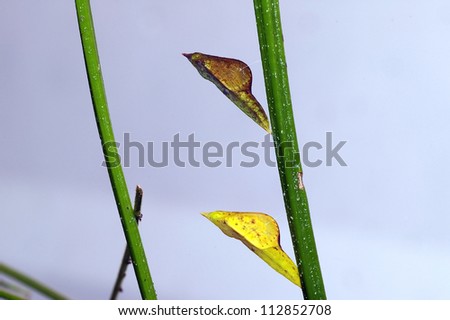 Two butterfly pupa locate at the same branch of plant.