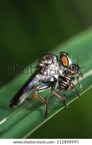 Robber fly attach a little grasshopper for food