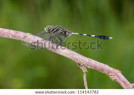 A common big sized dragonfly on the branch