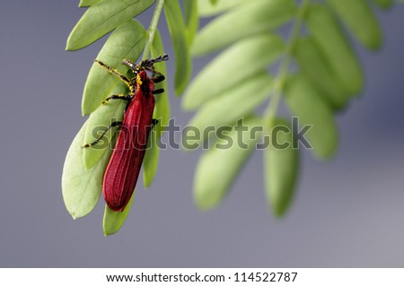 red beetle is climbing on the mimosa leaf