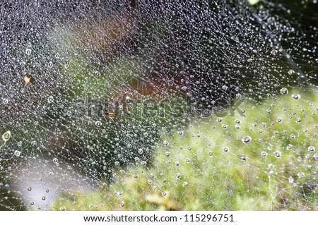 A complex of rain drop on the spider web in the rain forest Thailand