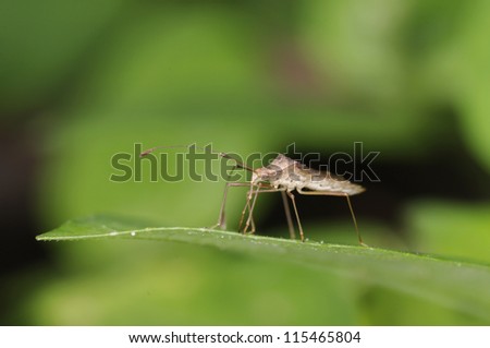 A rice bug is standing on the green leaf