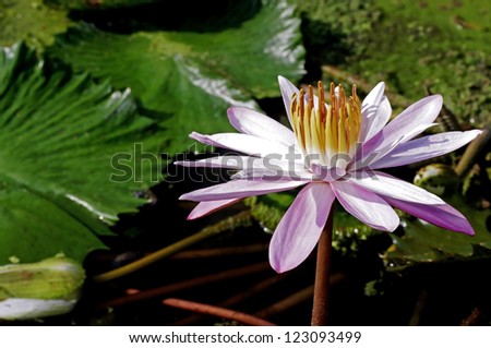 light pink lotus flower in the pond