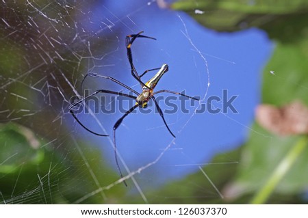Golden orb-web spider on the web under the blue sky
