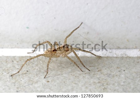 Huntsman spider on the floor in the house