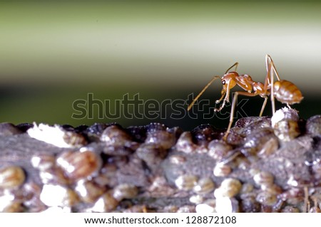 a weaver ant is taking care a group of scale insects