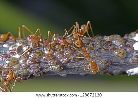 weaver ants are taking care a group of scale insects