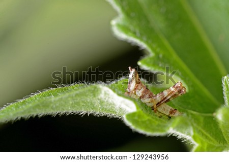 young grasshopper larva is staying on the  hairy leaf