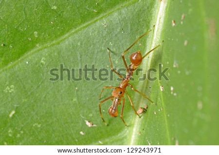 close up of the ant spider is staying inside the net on the tree leaf
