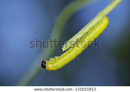 caterpillar of butterfly is staying at the plant tip