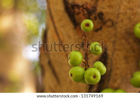 ficus fruits on the ficus tree in the garden