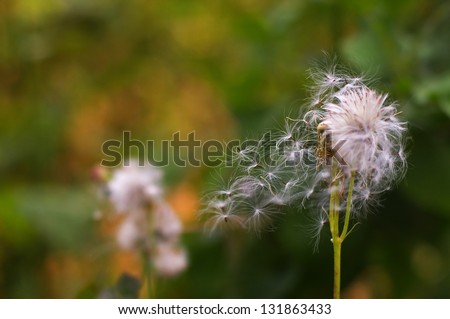 grass flower with flying seed
