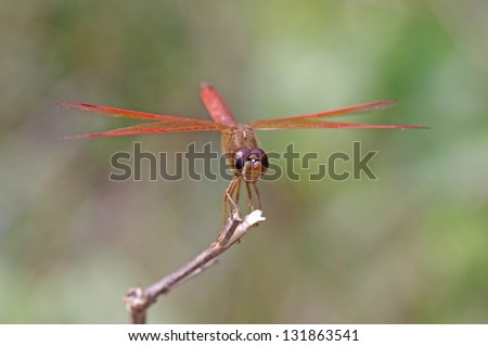 male Common Amberwing dragonfly is staying on the branch tip, frontal view