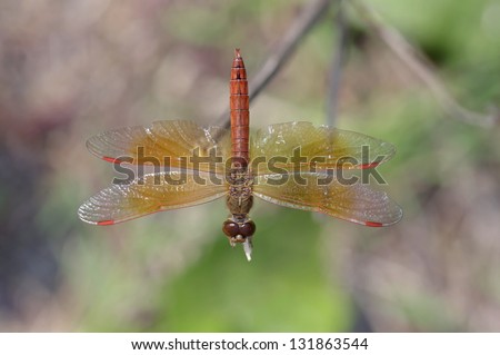 male Common Amberwing dragonfly is staying on the branch tip