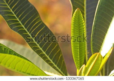 The shoot of the Pagoda Tree leafs
