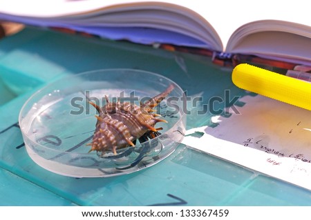 hemit crab in the petri dish on the scientific study