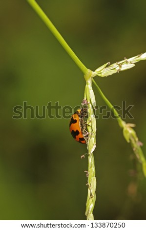 lady bird is staying on the rice seed