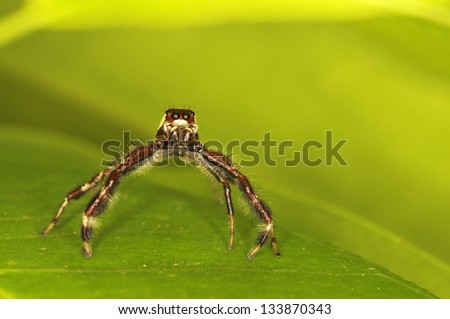 long-legged jumping spider is on the green leaf, front view