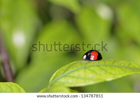 lady bug is staying on the tree leaf