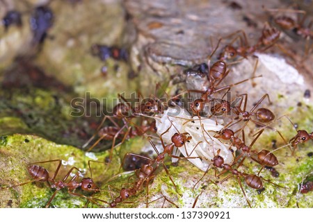 weaver ants are moving the larva on the ground