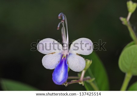 small flower in the rain forest
