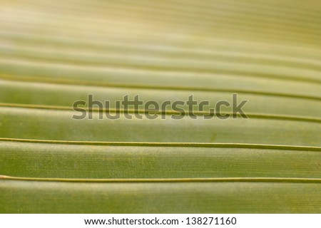 palm leaf structure; close up
