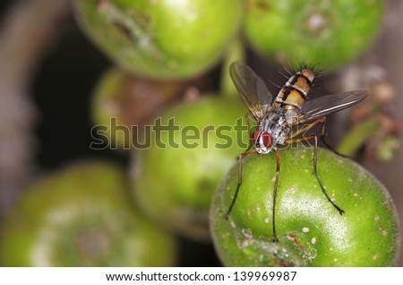 wild fly is staying on the ficus fruit