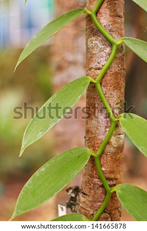zig-zag climber plant on the tree stem