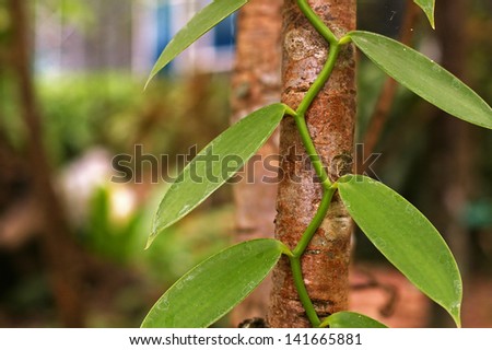 zig-zag climber plant on the tree stem