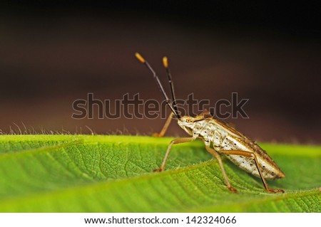 assassin bug is staying on the tree leaf