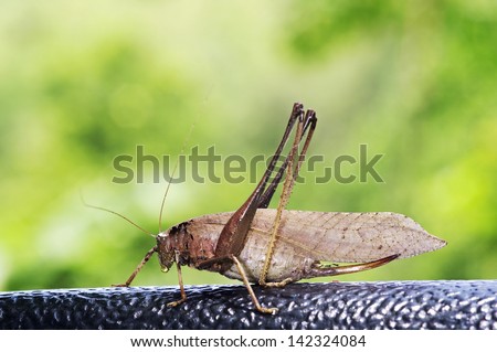 katydid is staying on the black plastic object