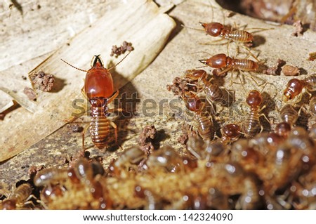 soldier termite is guarding the worker termites