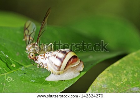 weaver ant queen is staying on the shell of a land snail