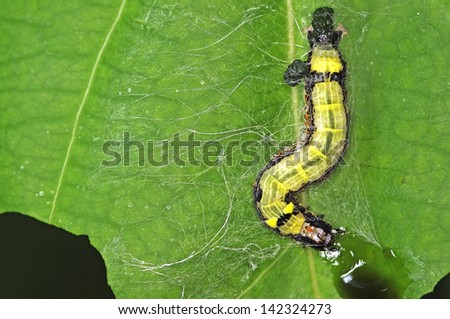 caterpillar of butterfly is releasing the web for making cocoon case for metamorphosis process