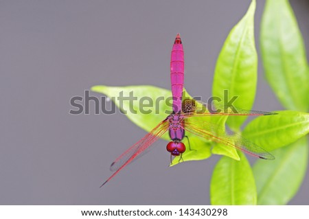 Top view of Crimson Marsh Glider dragonfly on the green leaf