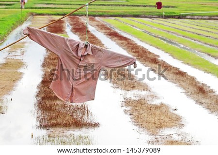 scarecrow in paddy field made of old shirt
