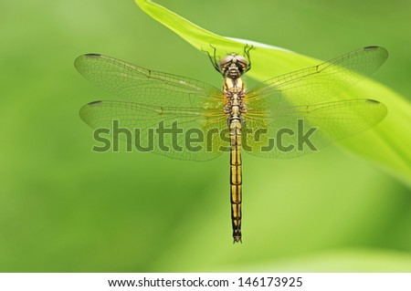 close up of crimson Marsh Glider dragonfly is staying under the grass leaf