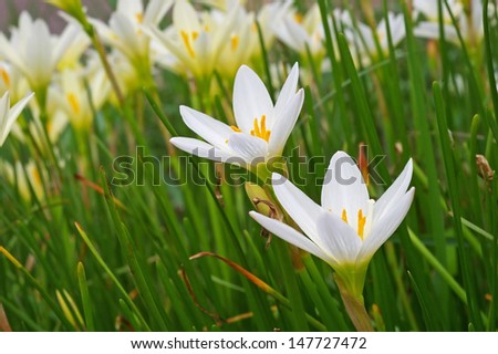 two fairy lily flower in the flower garden