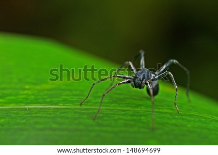 front view of the little spider walking on the grass leaf