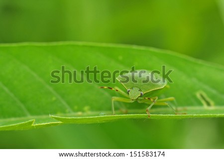 Green stink bug is climbing on the tree leaf
